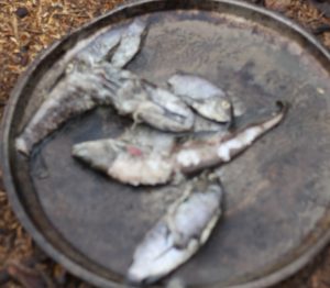 Rotten Fishes Killed By The Spillage