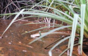 Sample Of The Crude Oil Floating On Amuokpokpor-Elume Community River